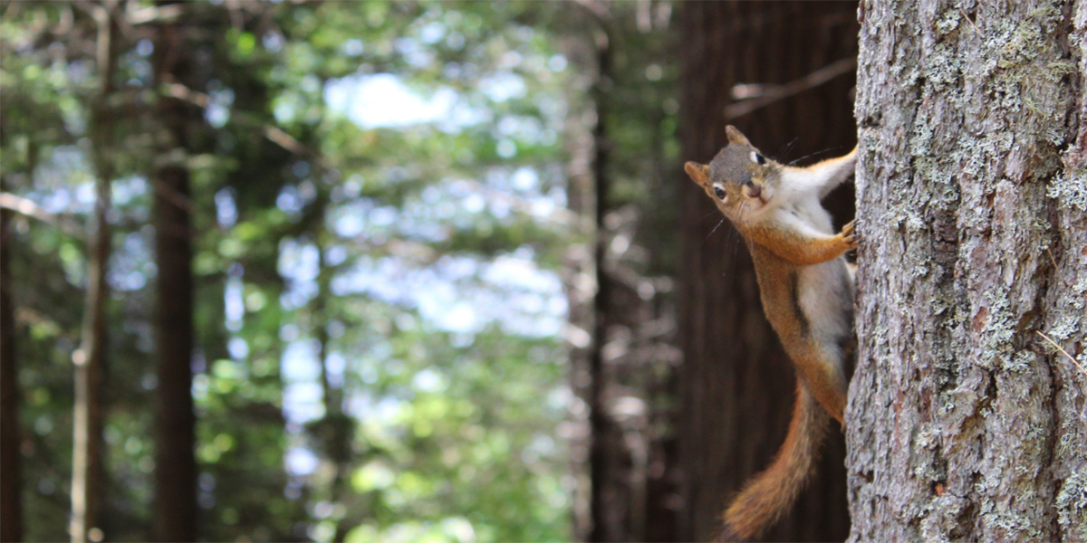 Sustainability-vanheektextiles-squirl